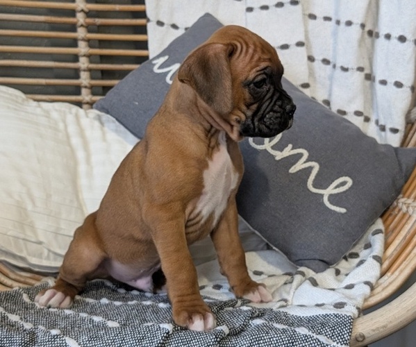 Medium Photo #56 Boxer Puppy For Sale in GOSHEN, IN, USA