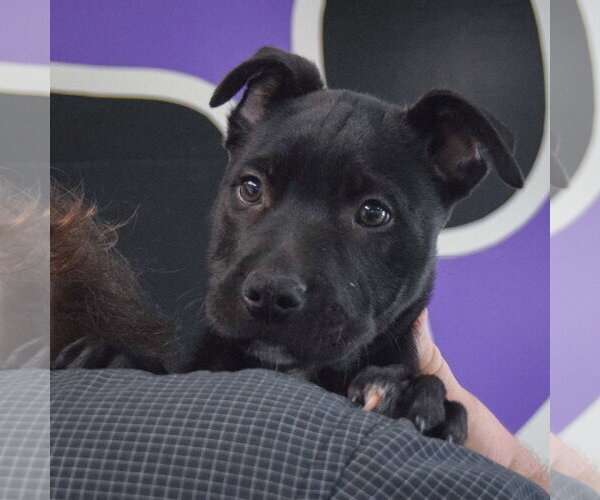 Medium Photo #5 American Staffordshire Terrier-Unknown Mix Puppy For Sale in Huntley, IL, USA