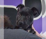 Small #4 American Staffordshire Terrier Mix