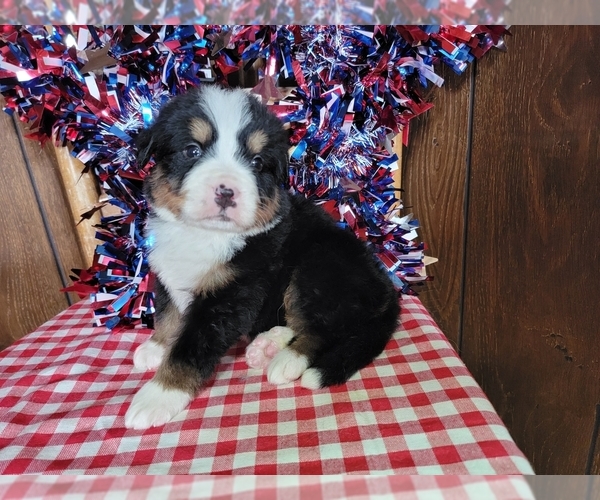 Medium Photo #1 Bernese Mountain Dog Puppy For Sale in BLACK FOREST, CO, USA