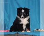 Small Photo #1 Australian Shepherd Puppy For Sale in HOLTWOOD, PA, USA