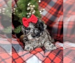 Small Photo #4 Poodle (Toy)-ShihPoo Mix Puppy For Sale in LINCOLN UNIV, PA, USA