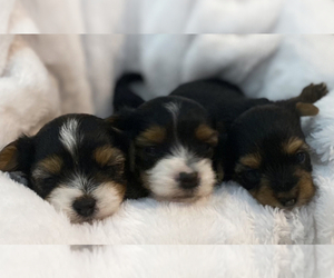 Biewer Yorkie Puppy for sale in Cambridge, Ontario, Canada