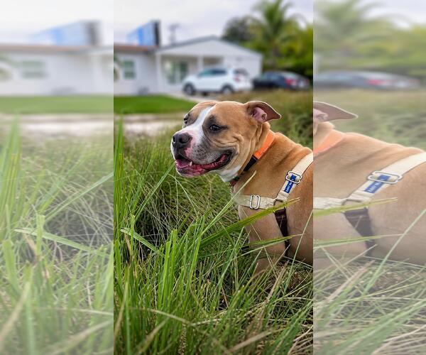 Medium Photo #2 Staffordshire Bull Terrier Puppy For Sale in Pompano Beach , FL, USA