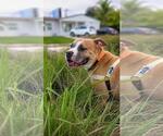 Small #1 Staffordshire Bull Terrier