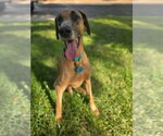 Small #3 Great Dane