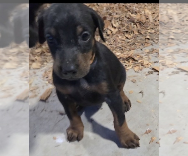 Medium Photo #32 Doberman Pinscher Puppy For Sale in BEGGS, OK, USA