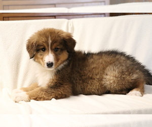 Bearded Collie-Bernese Mountain Dog Mix Puppy for sale in SHILOH, OH, USA