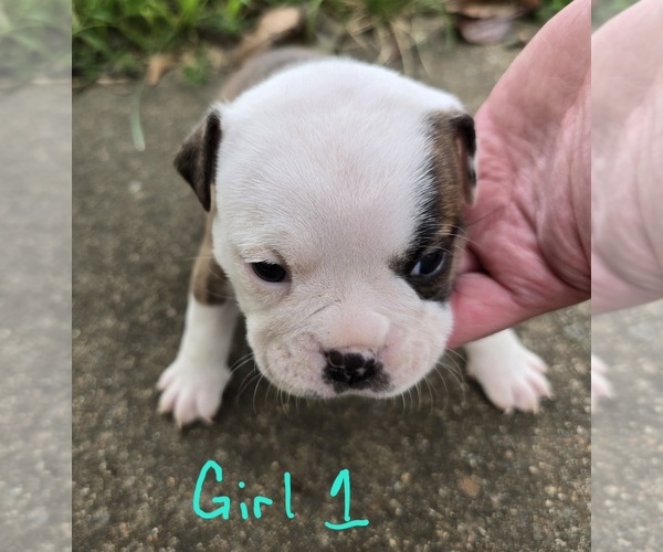 Medium Photo #1 Olde English Bulldogge Puppy For Sale in NUNNELLY, TN, USA