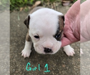 Medium Olde English Bulldogge