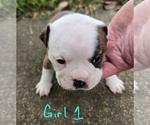 Puppy Puppy 1 Olde English Bulldogge