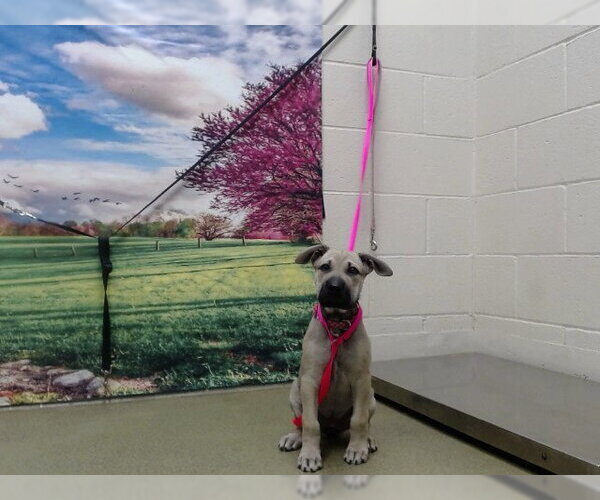 Medium Photo #1 German Shepherd Dog-Unknown Mix Puppy For Sale in Moreno Valley, CA, USA