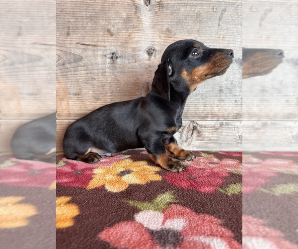 Medium Photo #7 Dachshund Puppy For Sale in VERMONTVILLE, MI, USA