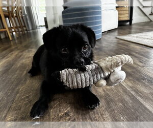 Pretzel - Male Chug Dog for Adoption - Photo #8