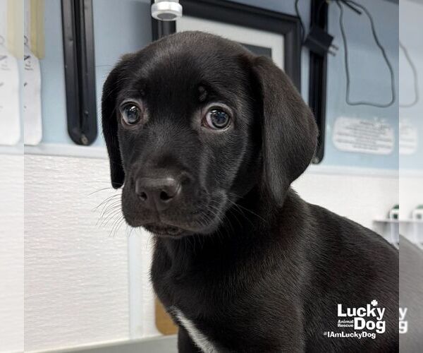 Medium Photo #2 Labrador Retriever-Unknown Mix Puppy For Sale in Washington, DC, USA