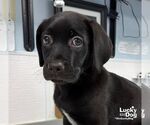 Small #1 Labrador Retriever Mix