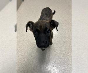 Plott Hound Dogs for adoption in Newton, NC, USA