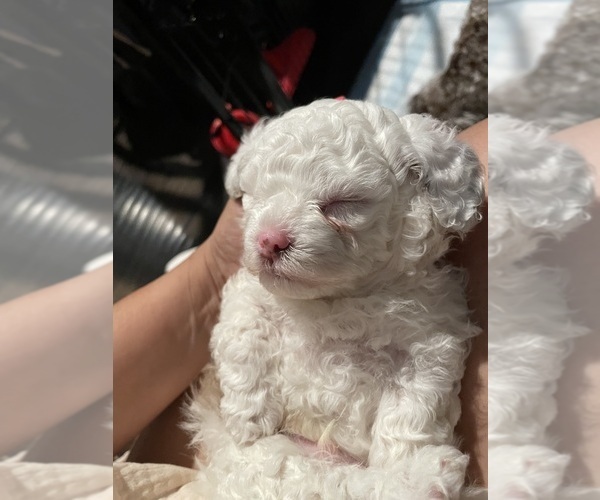 Medium Photo #14 Poodle (Toy) Puppy For Sale in MURRIETA, CA, USA