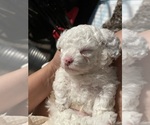 Small Photo #14 Poodle (Toy) Puppy For Sale in MURRIETA, CA, USA