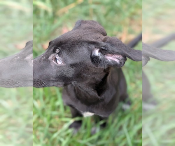 Medium Photo #2 Labrador Retriever-Unknown Mix Puppy For Sale in Holly Springs, NC, USA