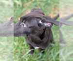 Small #1 Labrador Retriever Mix