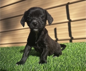 Chiweenie Puppy for Sale in SAINT AUGUSTINE, Florida USA