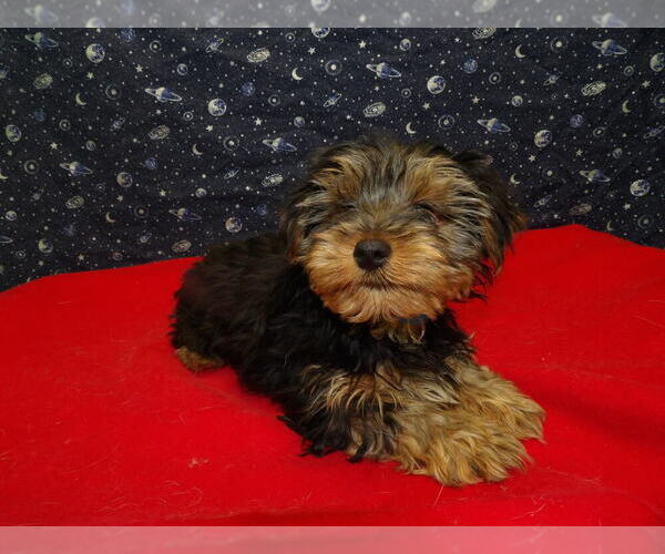 Medium Photo #5 Yorkshire Terrier Puppy For Sale in PATERSON, NJ, USA