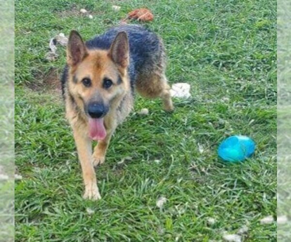 Medium Photo #4  Puppy For Sale in , 