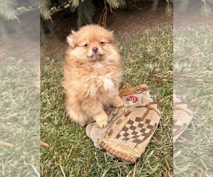 Pomeranian Puppy for sale in MIDDLEBURY, IN, USA