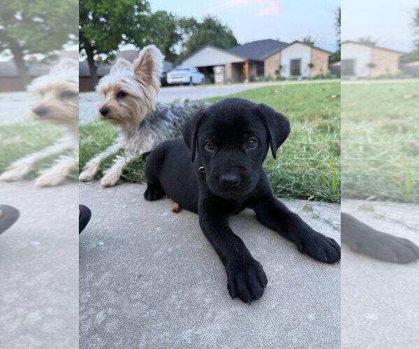 Medium Photo #6 Labrador Retriever-Unknown Mix Puppy For Sale in OKLAHOMA CITY, OK, USA