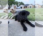 Small #5 Labrador Retriever Mix
