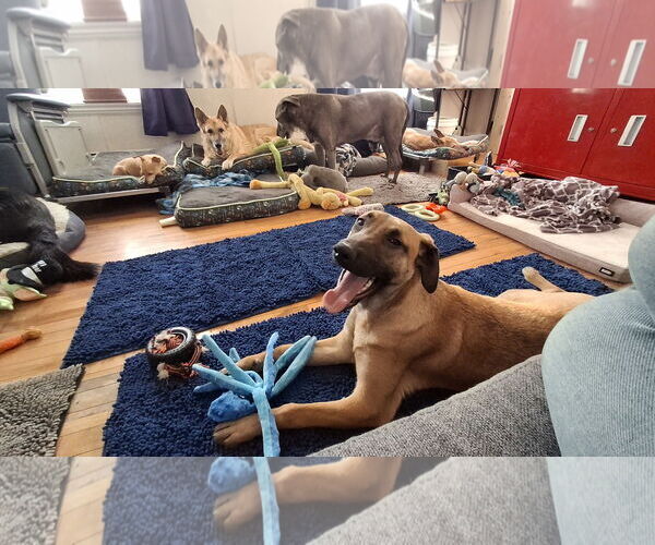 Medium Photo #7 German Shepherd Dog-Unknown Mix Puppy For Sale in Sebec, ME, USA