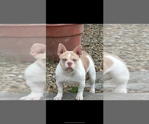 Mother of the French Bulldog puppies born on 01/22/2025