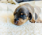 Puppy 3 Dachshund