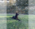 Small Photo #7 German Shepherd Dog Puppy For Sale in STOCKTON, CA, USA