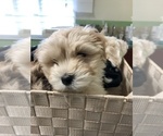 Small Photo #18 Coton de Tulear Puppy For Sale in YELM, WA, USA