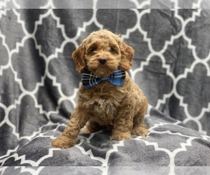 Cockapoo Puppy for sale in LAKELAND, FL, USA