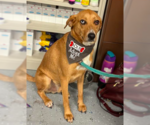 Small #1 Labrador Retriever Mix