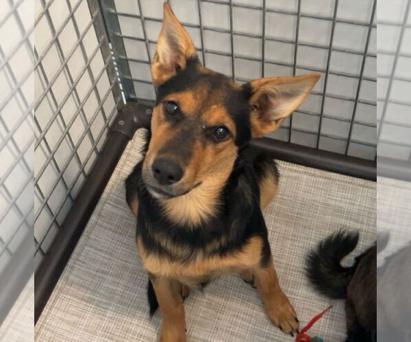 Medium Photo #1 Mutt Puppy For Sale in Chico, CA, USA