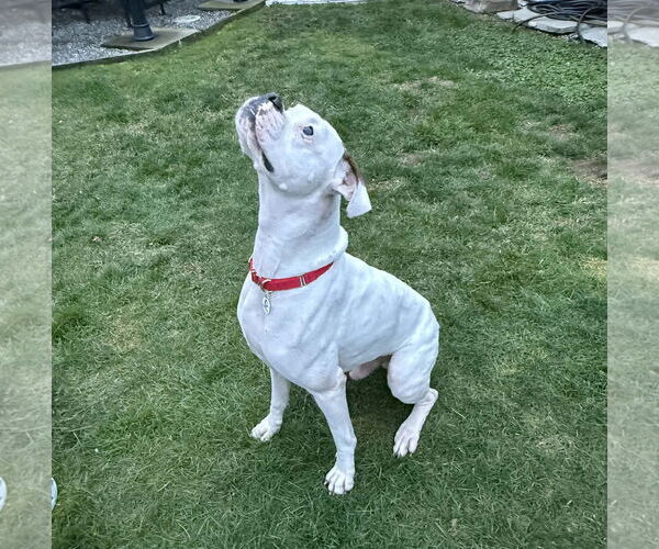 Medium Photo #4 Boxer Puppy For Sale in Stanwood, WA, USA