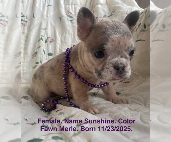 Medium Photo #20 French Bulldog Puppy For Sale in FORT PLAIN, NY, USA
