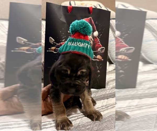 Medium Photo #11 Bloodhound Puppy For Sale in LITTLETON, CO, USA