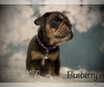 Small Photo #8 Bulldog Puppy For Sale in SPRING, TX, USA