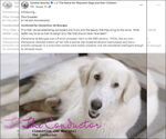 Small #12 Anatolian Shepherd-Great Pyrenees Mix