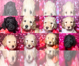 Goldendoodle Litter for sale in GONZALES, LA, USA