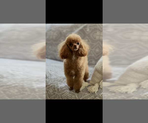 Medium Photo #6 Poodle (Toy) Puppy For Sale in NILES, MI, USA