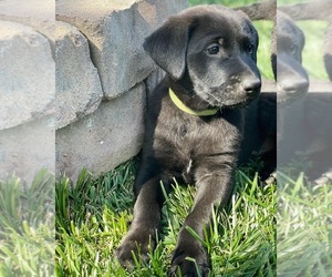 Shepradors Puppy for sale in STATESVILLE, NC, USA