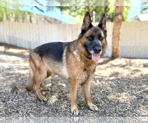 German Shepherd Dog Dogs for adoption in San Diego, CA, USA