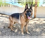 Bianca - Female German Shepherd Dog Dog for Adoption - Small photo