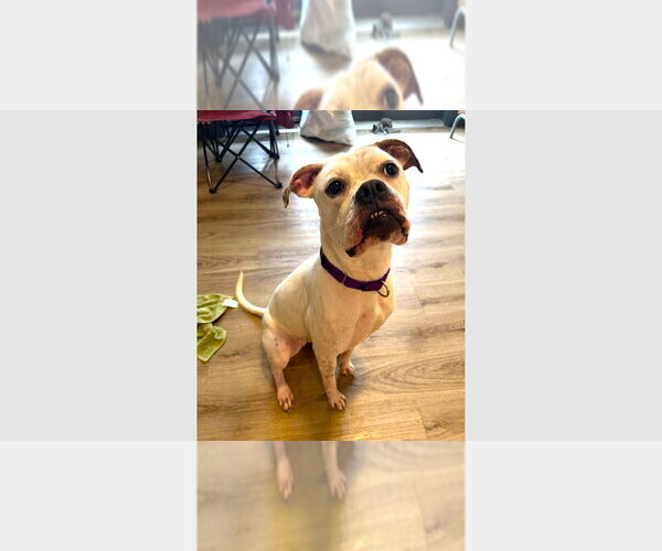 Medium Photo #1 Boxer Puppy For Sale in Austin, TX, USA